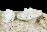 Fossil Crinoid (Eutrochocrinus & Eretmocrinus) Calyxes - Missouri #130280-3